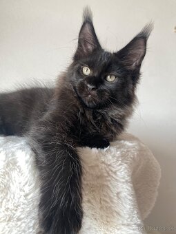 Mainská mývalia, Maine Coon , MCO s PP - 4