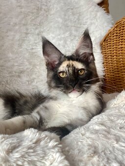 Mainská mývalia, Maine Coon , MCO s PP - 4