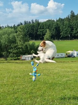 Jack Russell teriér - 4