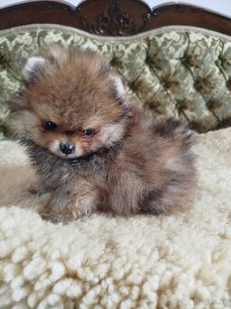 Predám psíka pomeranian s PP FCI - 4