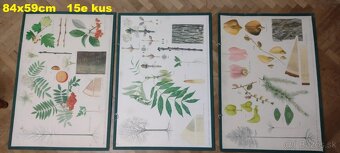 staré školské tabule/plagáty raslín-stromov-zvierat - 4