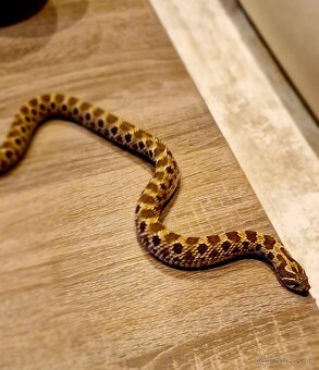 Had Heterodon Nacisus - 4