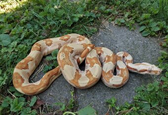 Boa imperator - Paradise Sunglow Aztec, Sunglow Motley - 4