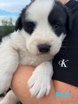 Stredoázijský ovčiak - 4