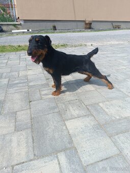 Predám chovnu suku Jagdterriera - 4