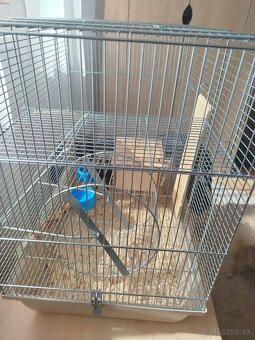 Osmak degu - 4