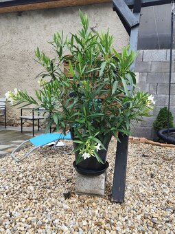 Oleander - 4
