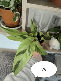 Izbové rastliny - 4
