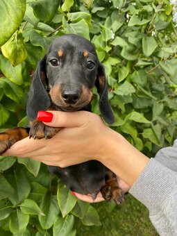 Jazvečík trpasličí s PP - 4