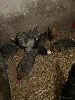 Predám kohútov - 4