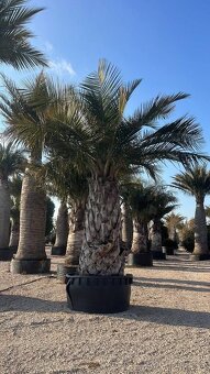 Stredomorské rastliny a palmy - 4