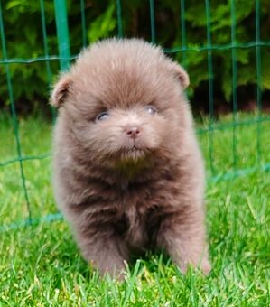 Pomeranian s PP - 4