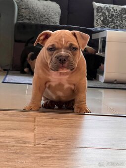 American Bully pocket - 4