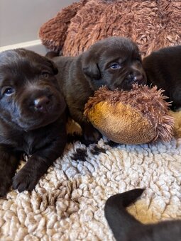 Labrador – čokoládové šteniatka s PP - 4