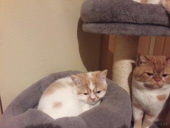 Exotické britské mačiatka - 4