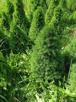 Okrasný stromček conica picea glauca - 4