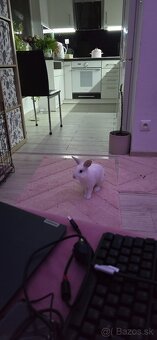 darujem 7 mesačneho kralika - 4