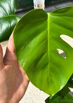 Monstera albo variegata revert - 4