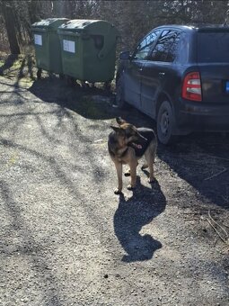 Darujem nemeckèho ovčiaka - 4