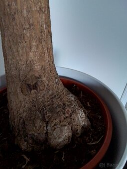 Slonia noha 120cm vysoká - 4