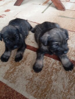 Predám šteniatka Bradáča stredného - 4