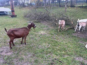 Predám kozi - 4