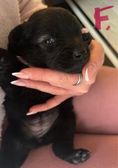 Šteniatka hľadaju domov - 4