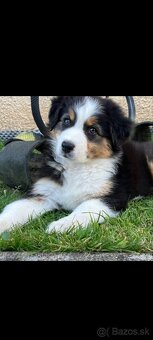 Austrálsky ovčiak - fenka - 4