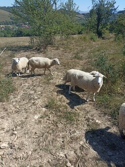 Predám ovce Kent - 4