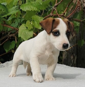 Jack Russel Terier - 4