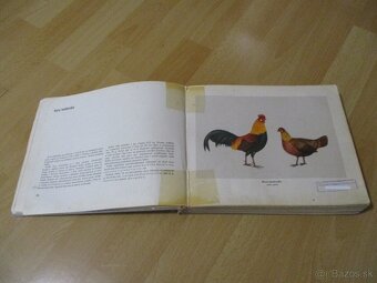 Atlas plemien hydiny - 4