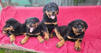 Rotvajler,rotveiler,rotvailer,rotwailer,rotweiler na predaj. - 4