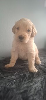 Goldendoodle po rodičoch s pp - 4