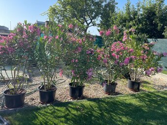 Oleander - 4