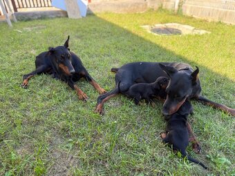 Šteniatka Doberman - 4