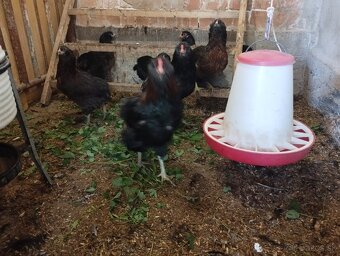 ARAUCANA - 4