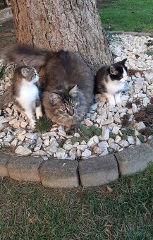 Darujem mačiatka - 4