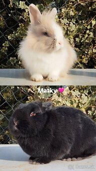 Zakrslý králik-rezervácia - 4