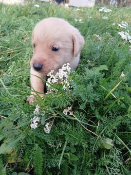 Ponúkam šteniatka. - 4