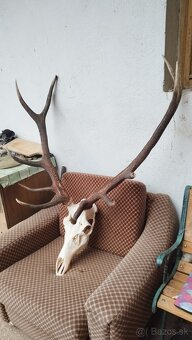 Predám trofej jeleňa.parozie, zhody, trofeje. - 4