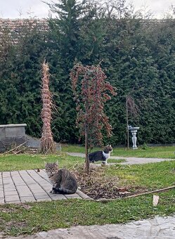 Darujem mačiatka - 4