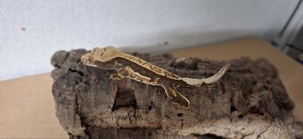 Pagekon riasnaty - 4