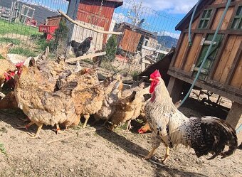 Ponukam nasadove vajicka - 4