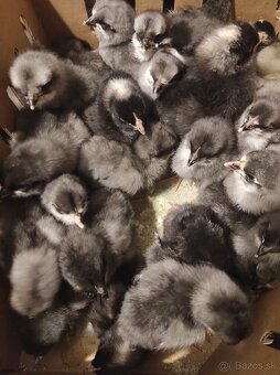 Kuričky DOMINNAT - 4