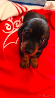 Jazvečík trpasličí - 4