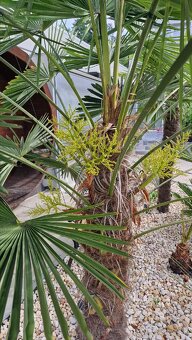 Sadenice palmy Trachycarpus takil x wagnerianus - 4