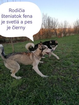 Sibírsky husky šteniatká - 4