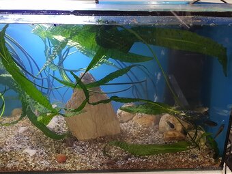 akvarijné rastliny Cryptocoryny - 4