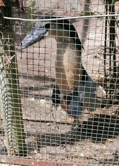 Volavka člnozobá-cochlearius cochlearius - 4