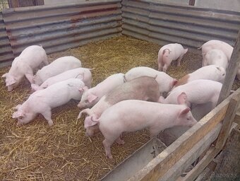 Odstavčata 20-25kg - 4